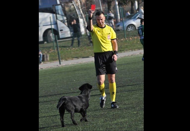 Labdarúgás: kutyusnak villant a piros lap