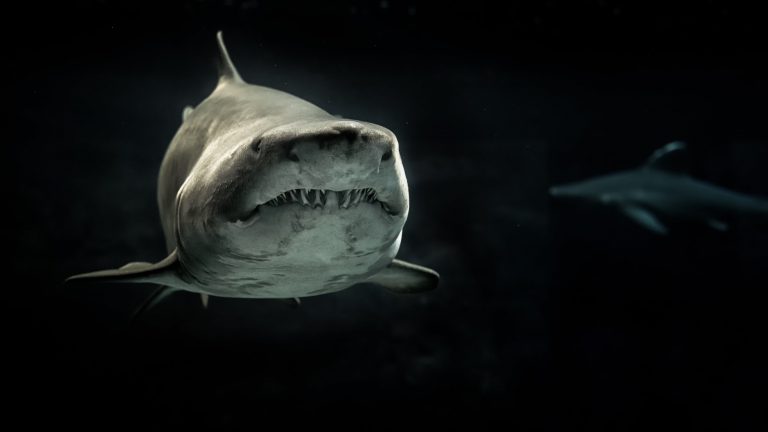 Megalodon – Mégsem halt ki a vérfagyasztó szörny?