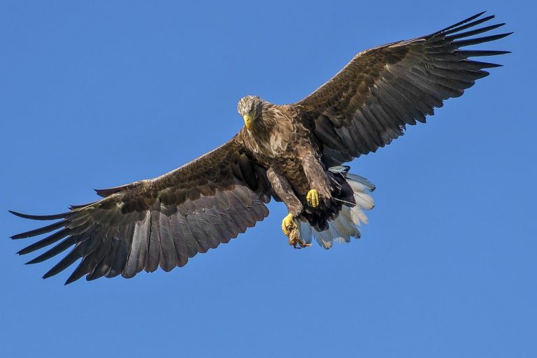 Felmérték a hazai sasállományt, egyre jobban fogy a ragadozó madár