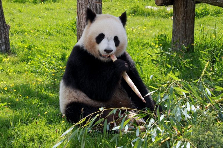 A bűbájos Panda maci – vigyázzunk rájuk mindennél jobban