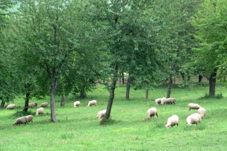 Hogyan lehet zöld egy háztartás?