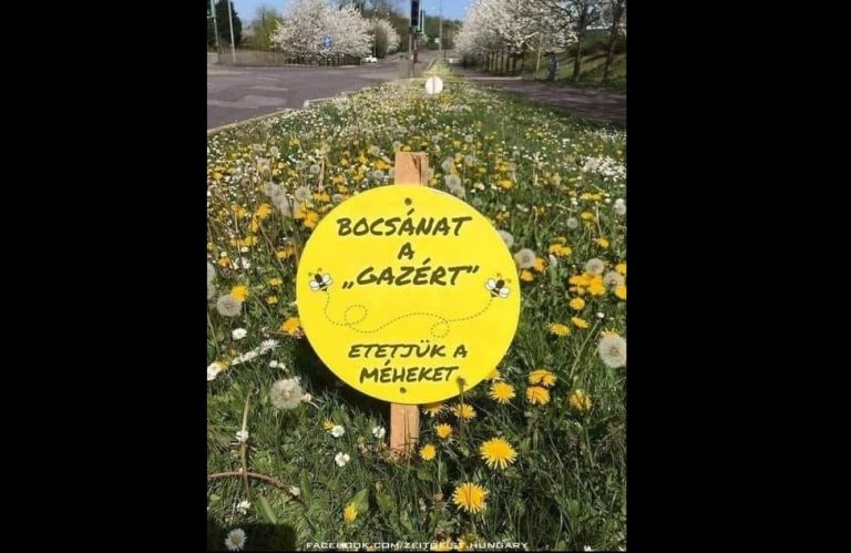 Ha szeretnénk a jövőben méheket, Pécsett is így kell kinéznie az összes zöldfelületnek