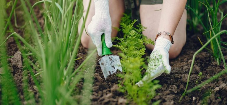 Szeret, nem szeret – növénytársítások a kiskertben