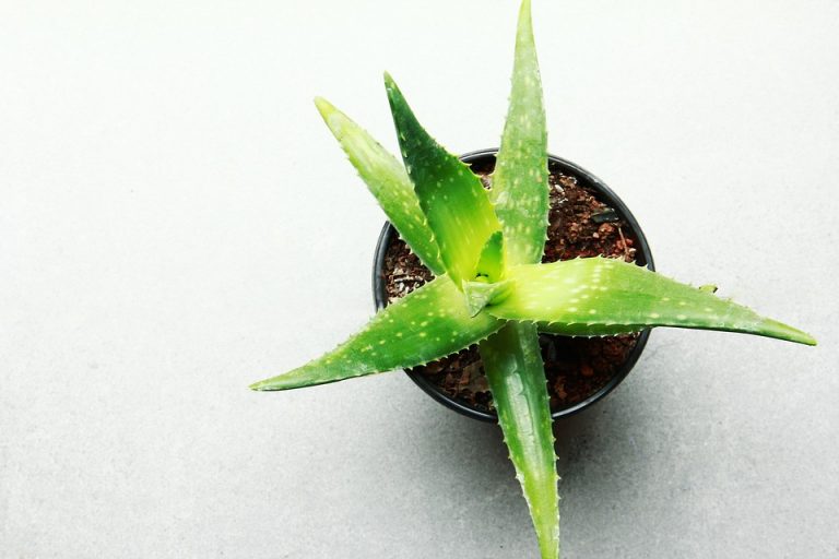 Aloe Vera – a gyógyító zöldnövény