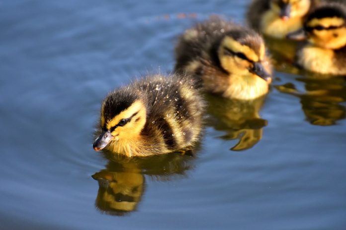 mallard-3466950_960_720
