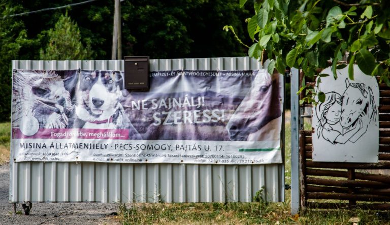 Misina Tanya és Menhely – Ments meg te is egy jószágot! Vegyél részt az augusztusi táborban!