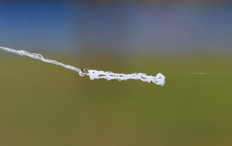 A kérdés, ami mindig is foglalkoztatta: mi az az ökörnyál?