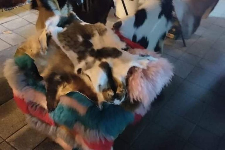 Macskákról nyúzott bundákat árultak a győri adventi vásárban