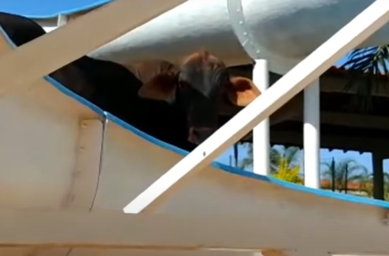 Ilyet se láttunk még, Aquaparkban csúszdázott a tehén – VIDEÓ