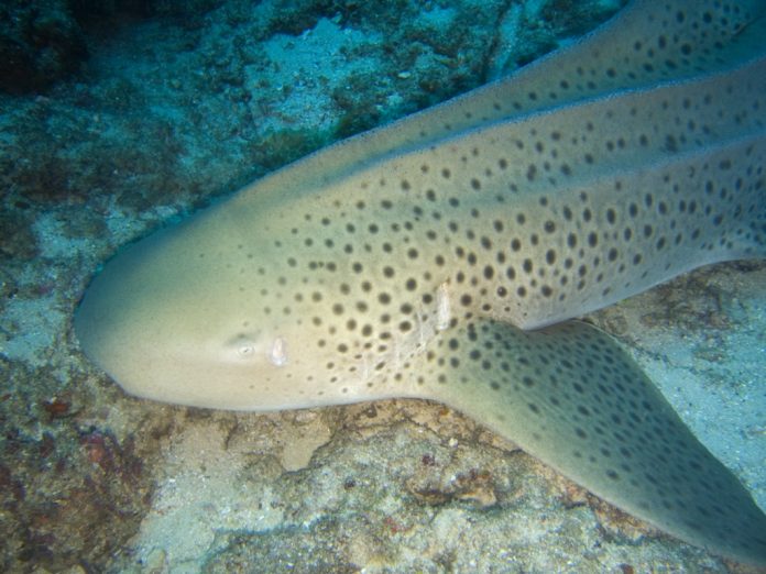 Stegostoma_fasciatum_mozambique