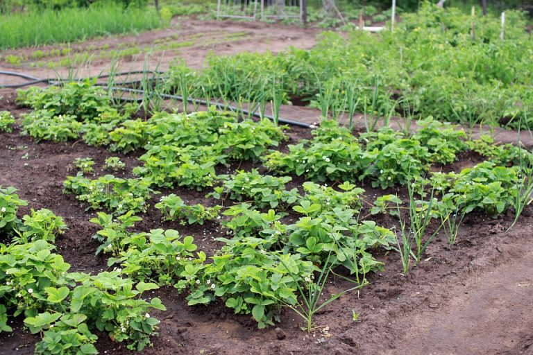 Biodiverzitás a kertben: tervezzünk vegyszerek nélkül