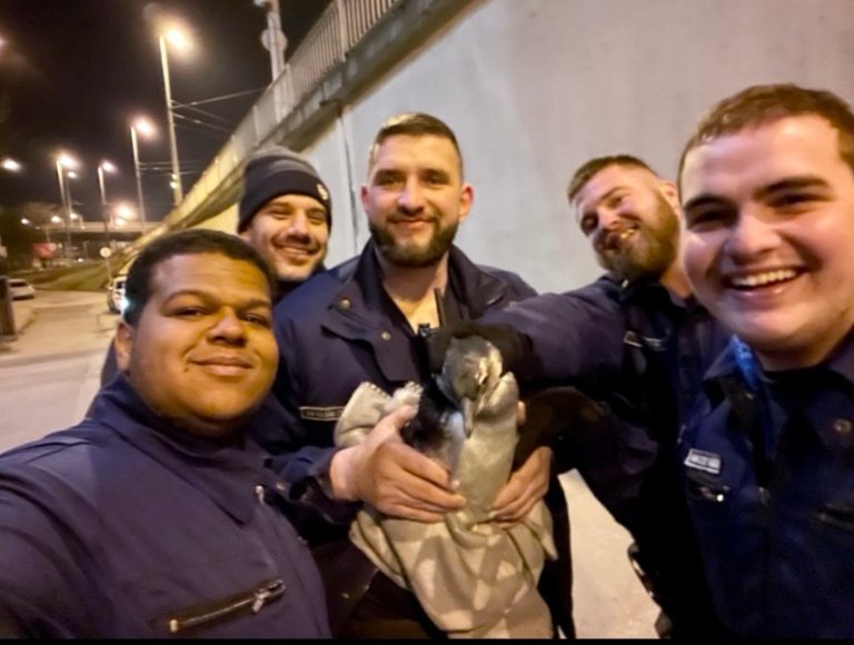 Szökött pingvint fogtak a rendőrök Budapesten