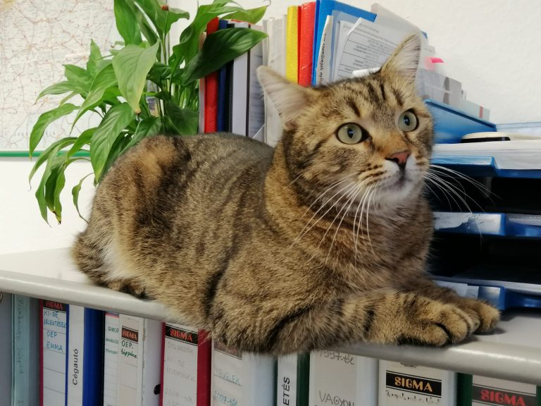 Keresik a görcsönyi halálos balesetet szenvedett nő cicáját