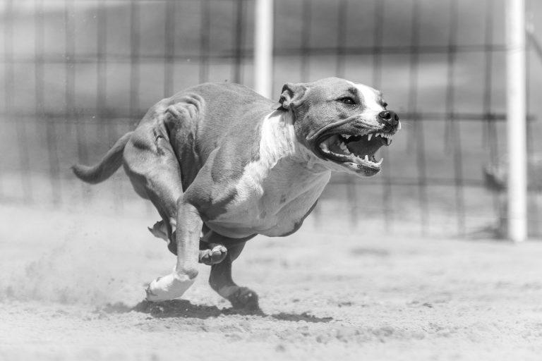 Bullterrier tépte szét az idős asszony kiskutyáját