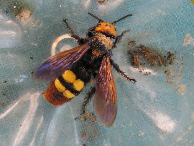 637px-Megascolia_Maculata_-_GFI_2012-06-17_-_01