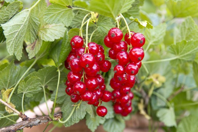 red-g8f822ee85_1920