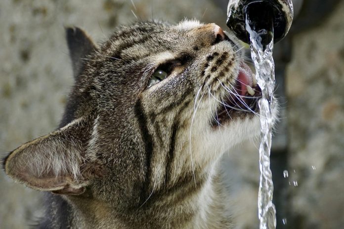 cat-g0797f2f1a_1920