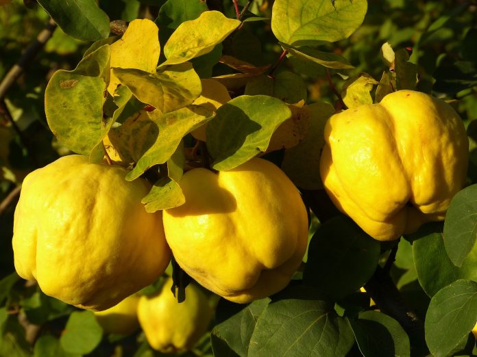 quince-g92efc5724_1920