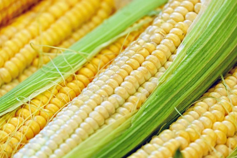 Kukoricarostból készült biogázt táplálnak az országos gázhálózatba