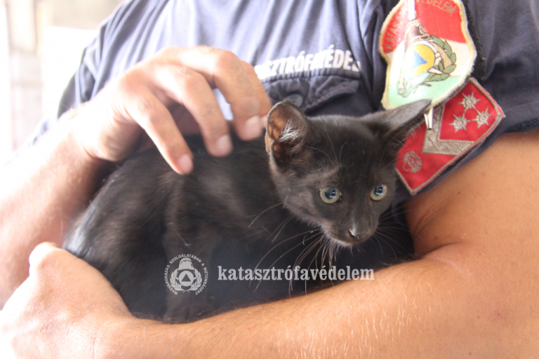 Keressük a fekete kiscica gazdiját!