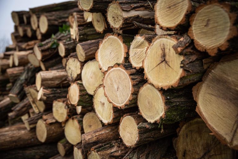 Agrárminisztérium szerint megfelelő mennyiségben és minőségben áll rendelkezésre a tűzifa