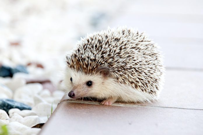 animal-ge7e318453_1280