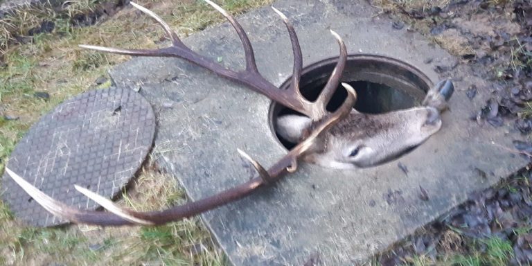 Vízóraaknába szorult egy hatalmas szarvas, kiszabadították a szorult helyzetből