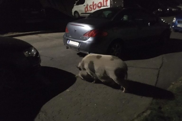 Malacot mentettek a rendőrök és a kutyasétáltatók Komlón