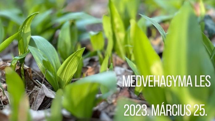 KM medvehagyma