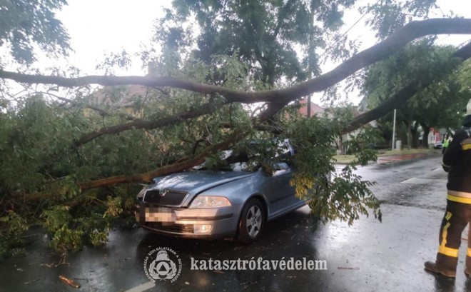 katasztrófavédelem fa az autón 1