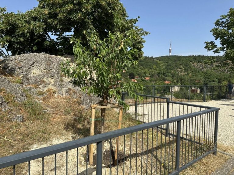 Újabb mandulafa a Havihegyen