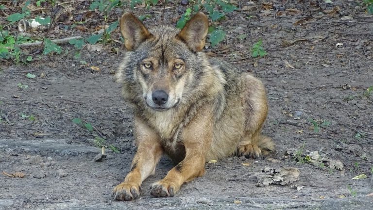 Uniós bíróság: a farkas nem nyilvánítható regionális szinten vadászható fajnak, ha védettségi állapota országos szinten kedvezőtlen