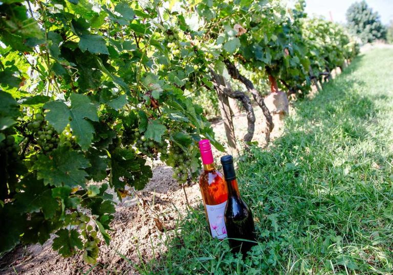Pénteken kezdődnek a Tokaj-hegyaljai Szüreti Napok