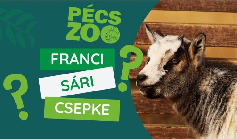 Szavazzon a PécsZOO bájos kecskelányának nevére