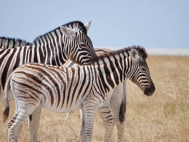 Két Grevy-zebra született a Nyíregyházi Állatparkban