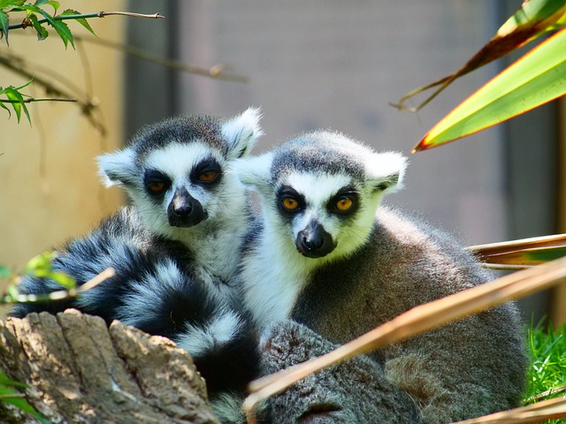 Nevet keres a gyűrűsfarkú makiknak a Mini Zoo Komlón