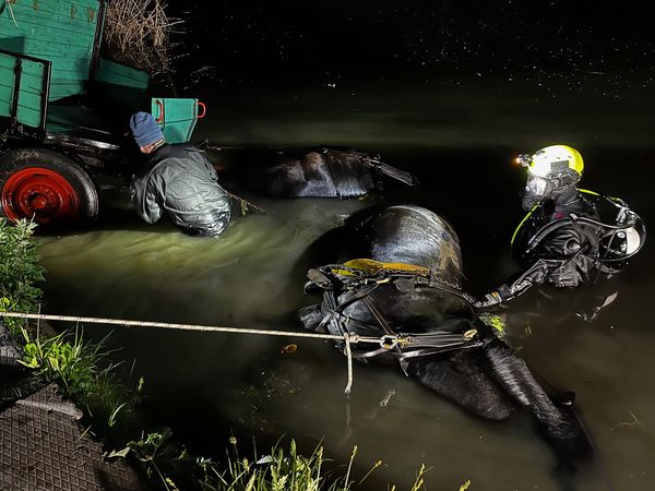 Két ló is elpusztult, mikor csatornába hajtott egy lovaskocsi