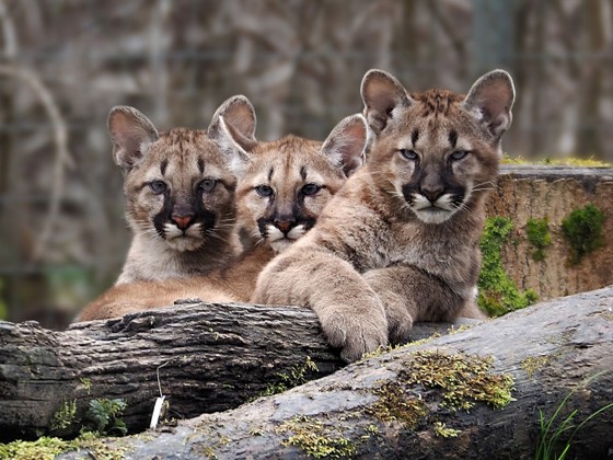 Puma hármasikrek születtek a Nyíregyházi Állatparkban