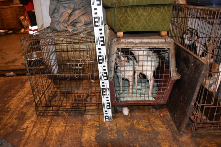 Állatkínzás miatt indult eljárás egy Pest vármegyei nő ellen