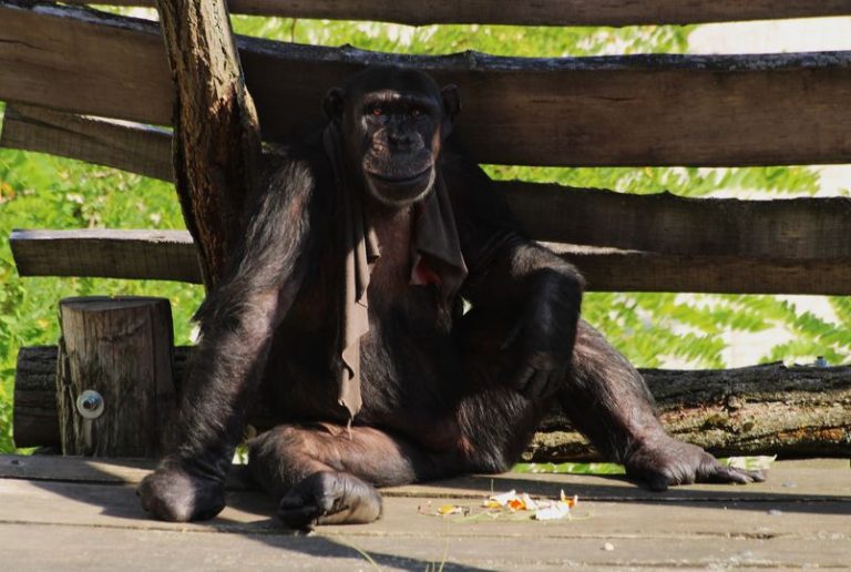 Tombol a júliusi hőség Pécsen is