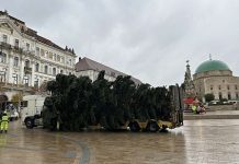 Idén is keresik Pécs karácsonyfáit