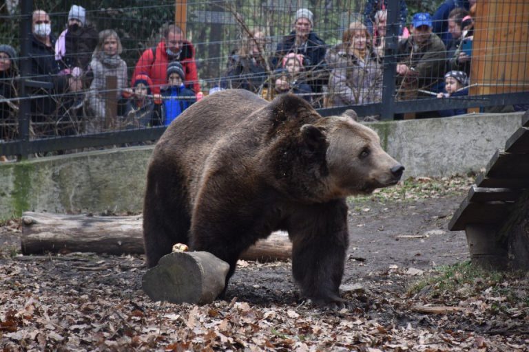 Látogassa meg ön is Nikolájt, a medvét február 2-án a Pécsi Állatkertben!