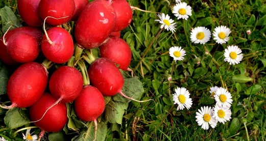 Retek, a legfinomabb tavaszi vitaminbomba