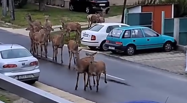 Egy egész szarvascsorda sétált Balatonbogláron – VIDEÓ