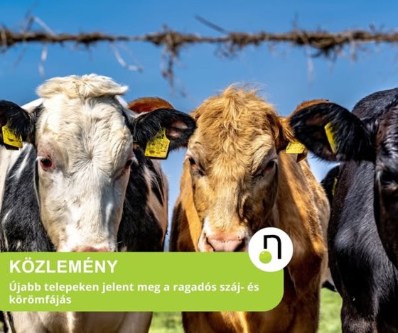 Újabb két telepen jelent meg a száj- és körömfájás