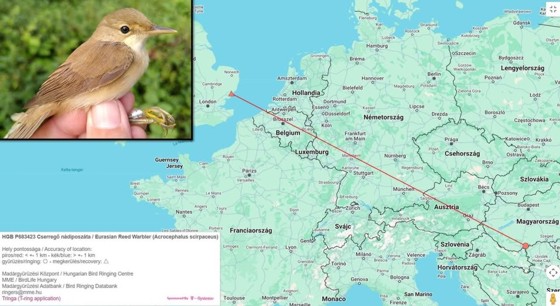 Angliáig jutott a Dávodon gyűrűzött madár
