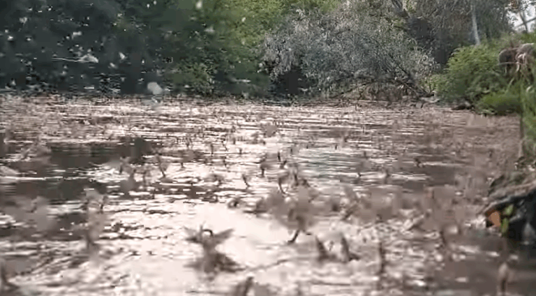 Csodálatos kérészinváziót vettek videóra a poroszlói Kis-Tiszán