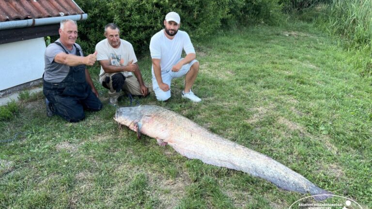 Óriási harcsát fogtak a Balatonon