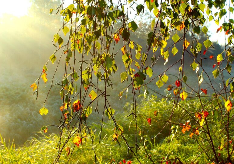 Pénteken napos, kellemes idő várható, délután 26–28 fokkal