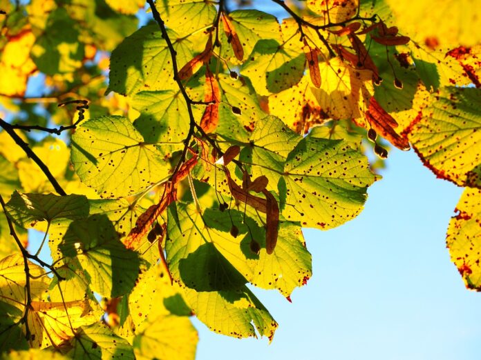 autumn-767515_1280